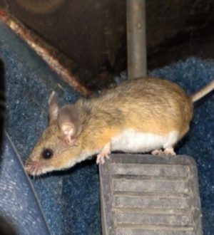 В машине завелась мышь. Как вывести мышей из машины быстро