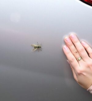 Как удалить следы насекомых с кузова: практичный гид по возвращению блику и чистоты